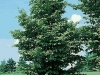 Carpinus Betulus